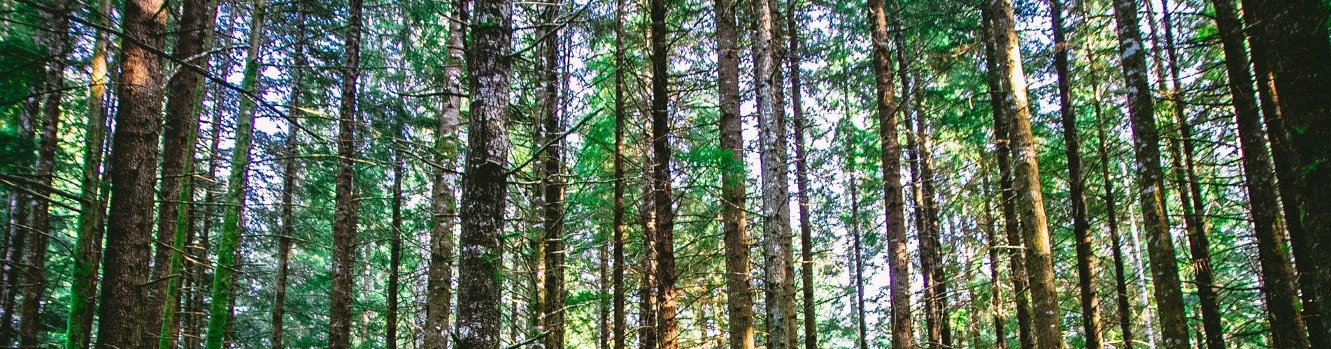 trees